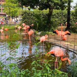 Ueno Park and Zoo - Tokyo