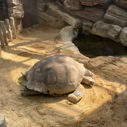 Ueno Park and Zoo - Tokyo