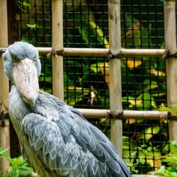 Ueno Park and Zoo - Tokyo