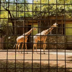 Ueno Park and Zoo - Tokyo