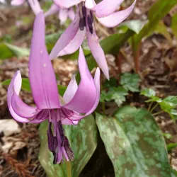 Asuke Village - Toyota