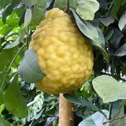 Tsukuba Botanical Garden - Tsukuba