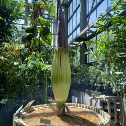 Tsukuba Botanical Garden - Tsukuba