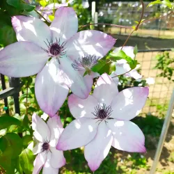 Tsukuba Botanical Garden - Tsukuba