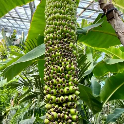 Tsukuba Botanical Garden - Tsukuba