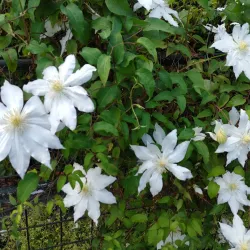 Tsukuba Botanical Garden - Tsukuba