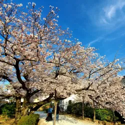 Wakayama Castle - Wakayama