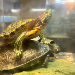 Wakayama Prefectural Museum of Natural History - Wakayama