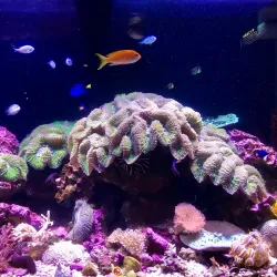 Wakayama Prefectural Museum of Natural History - Wakayama