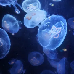 Wakayama Prefectural Museum of Natural History - Wakayama