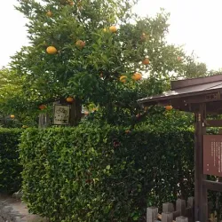 Hagi Castle Town - Yamaguchi