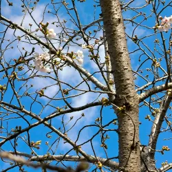 Yamaguchi City Central Park - Yamaguchi