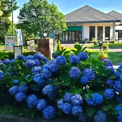 Kurihama Flower World - Yokosuka