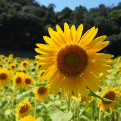 Kurihama Flower World - Yokosuka