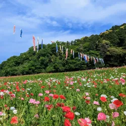 Kurihama Flower World - Yokosuka