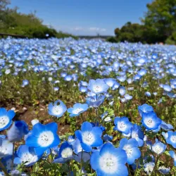 Kurihama Flower World - Yokosuka