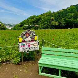 Kurihama Flower World - Yokosuka