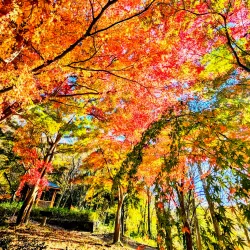 Kanagawa Prefectural Zama Park - Zama