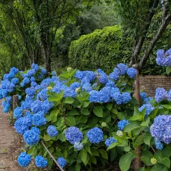 Sagamihara Asamizo Park - Zama