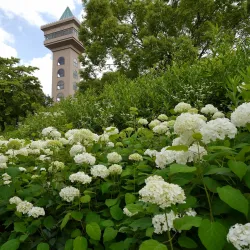 Sagamihara Asamizo Park - Zama