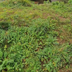 Grouville Common - Grouville