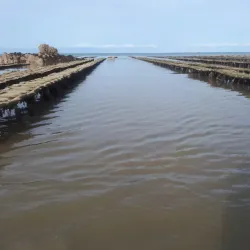 Grouville Oyster Beds - Grouville