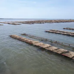 Grouville Oyster Beds - Grouville
