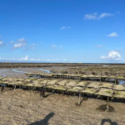 Grouville Oyster Beds - Grouville