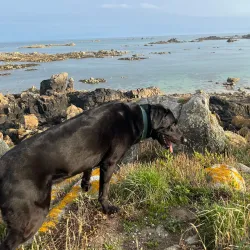 La Motte (Green Island) - Saint Helier