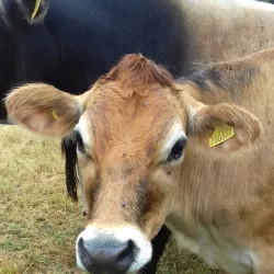 The Elms - St Brelade