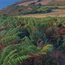 Les Platons - St Lawrence