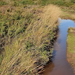 Les Platons - St Lawrence