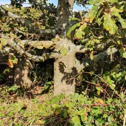 Les Platons - St Lawrence