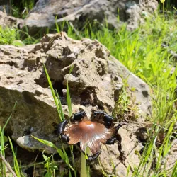 Kufranjah Village - 'ajlun