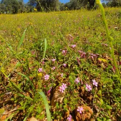 Kufranjah Village - 'ajlun