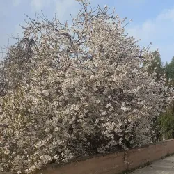 Al-Fuhays Mosque - Al-fuhays