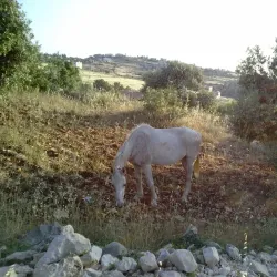 Al-Mazar Mosque - Al-mazar
