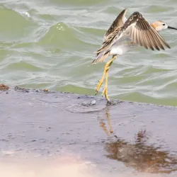 Aqaba Bird Observatory - Aqaba (Aquaba
