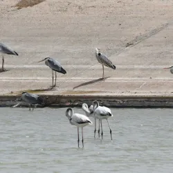 Aqaba Bird Observatory - Aqaba (Aquaba