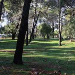 Dibeen Forest Reserve - 'ayn Janna