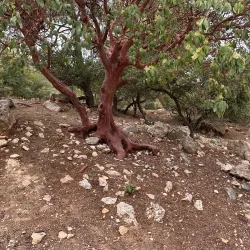 Dibeen Forest Reserve - 'ayn Janna