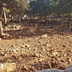 Dibeen Forest Reserve - 'ayn Janna