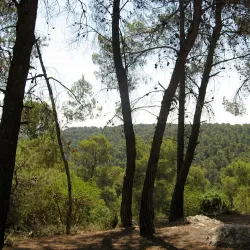 Dibeen Forest Reserve - 'ayn Janna