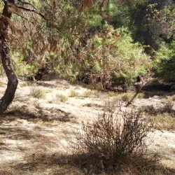 Dibeen Forest Reserve - 'ayn Janna