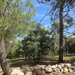 Dibeen Forest Reserve - 'ayn Janna