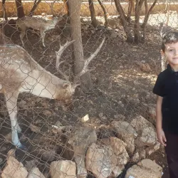 Dibeen Forest Reserve - 'ayn Janna