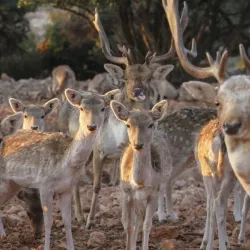 Dibeen Forest Reserve - 'ayn Janna