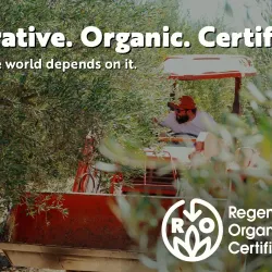 Nearby Olive Groves - 'ayn Janna