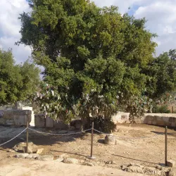 Tell Mar Elias - 'ayn Janna