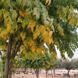 Irbid Public Park - Irbid